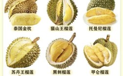 现在榴莲都有哪些品种？