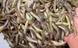 泥鳅价格多少钱一斤？最新行情如何？