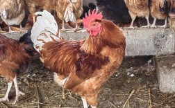 抱窝绿壳蛋鸡品种图片