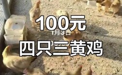 今日家养土鸡价格多少钱一斤？