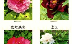 日本牡丹品种有哪些？