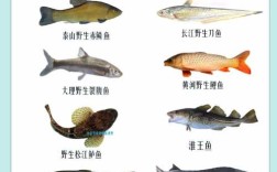 淡水渔业如何养殖高端品种？