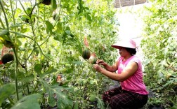 西瓜种植全套技术视频哪里看？