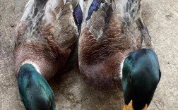 这几个品种鸭子各有什么特征？