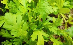 茼蒿栽培技术视频怎么播放？