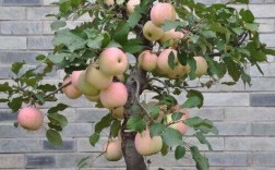 盆景苹果栽培视频教啥关键技术？