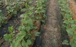 薄皮甜瓜怎么种？视频教你关键技术！