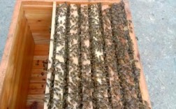 意大利蜜蜂养殖技术要点有哪些？