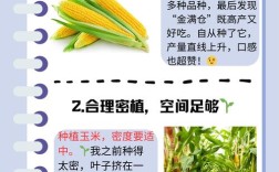 玉米高产种植有哪些关键技术要领？
