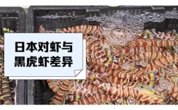 日本对虾室内养殖技术关键点有哪些？