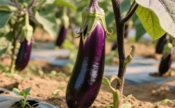 春季茄子管理有哪些关键技术？