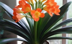 什么品种君子兰最易养活？