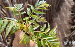 大棚种香椿，哪个品种最优？