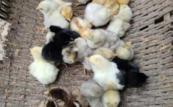 小土鸡品种哪个最好看？