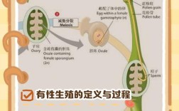 生物繁殖新技术有哪些？