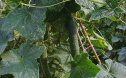 黄瓜冬季种植视频，关键技巧有哪些？