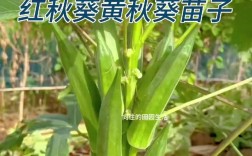 秋收菜哪个品种产量最高？
