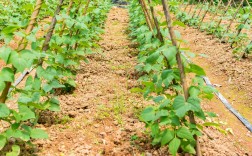 早春豆角怎么种？视频教你关键技术