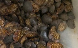 土元品种有哪些？各自特征有何差异？