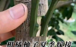 柚子树能同时嫁接两品种吗？