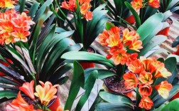 家养君子兰什么品种好？