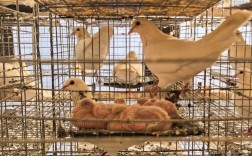 肉鸽养殖技术如何有效防治疾病？