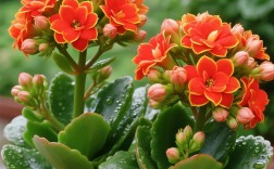 长寿花什么品种好养