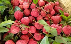 2025年荔枝有哪些最新优良品种？