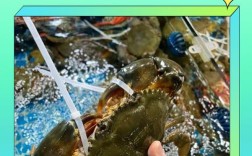 国外青蟹养殖技术视频有哪些关键要点？