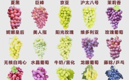 每日农经介绍哪些葡萄品种？