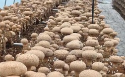 香茹种植技术最好？关键要点有哪些？