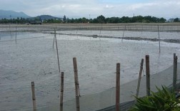 跳跳鱼养殖技术视频有哪些关键要点？