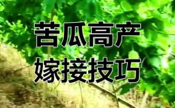 苦瓜嫁接技术图解大全，如何轻松掌握嫁接技巧？