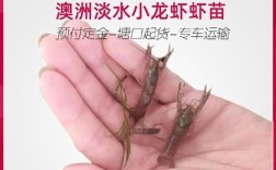 淡水澳洲龙虾养殖技术要点有哪些？