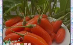 枸杞修剪直播，关键技术点有哪些？