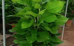 大叶绿萝品种有哪些？