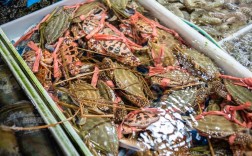 三疣梭子蟹养殖技术有哪些关键要点？