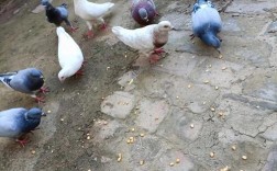 农村散养鸽子技术视频，怎么养才高效？