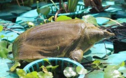 甲鱼稻田养殖技术关键点有哪些？