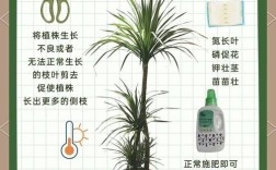 龙血树怎么养？图片与栽培技巧详解