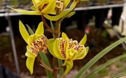 惠兰花是什么品种？价格贵吗？