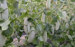 甜瓜露地种植技术视频要点有哪些？