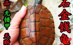 2025广西石龟苗价格会涨还是跌？