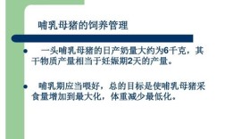 哺乳母猪饲养管理有何关键技术？