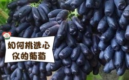 湖南哪些葡萄品种最好？