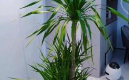 鸿运当头栽培技术视频