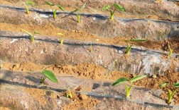 香芋种植技术视频，新手能学会吗？