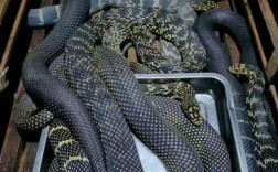 大王蛇养殖如何致富？技术门槛高吗？