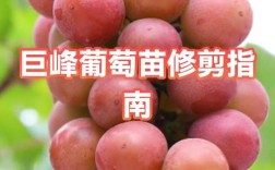 葡萄苗第一年剪枝该怎么剪？