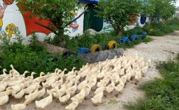 旱鹅养殖技术视频在线哪里看？